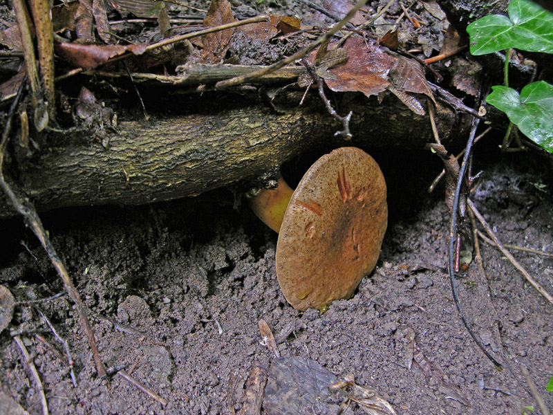 Risposte griglia 2 (marted� 29 maggio)